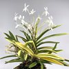 Neofinetia falcata Miyakohabutae 都羽二重  